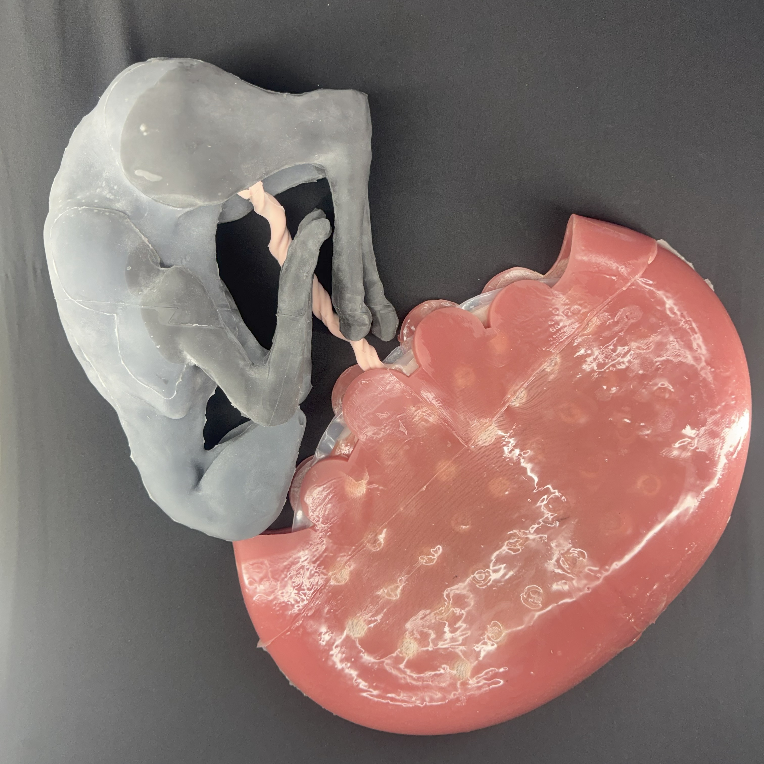 Thumbnail:Articulated Lamb with umbilical and cotyledon-caruncle placentome