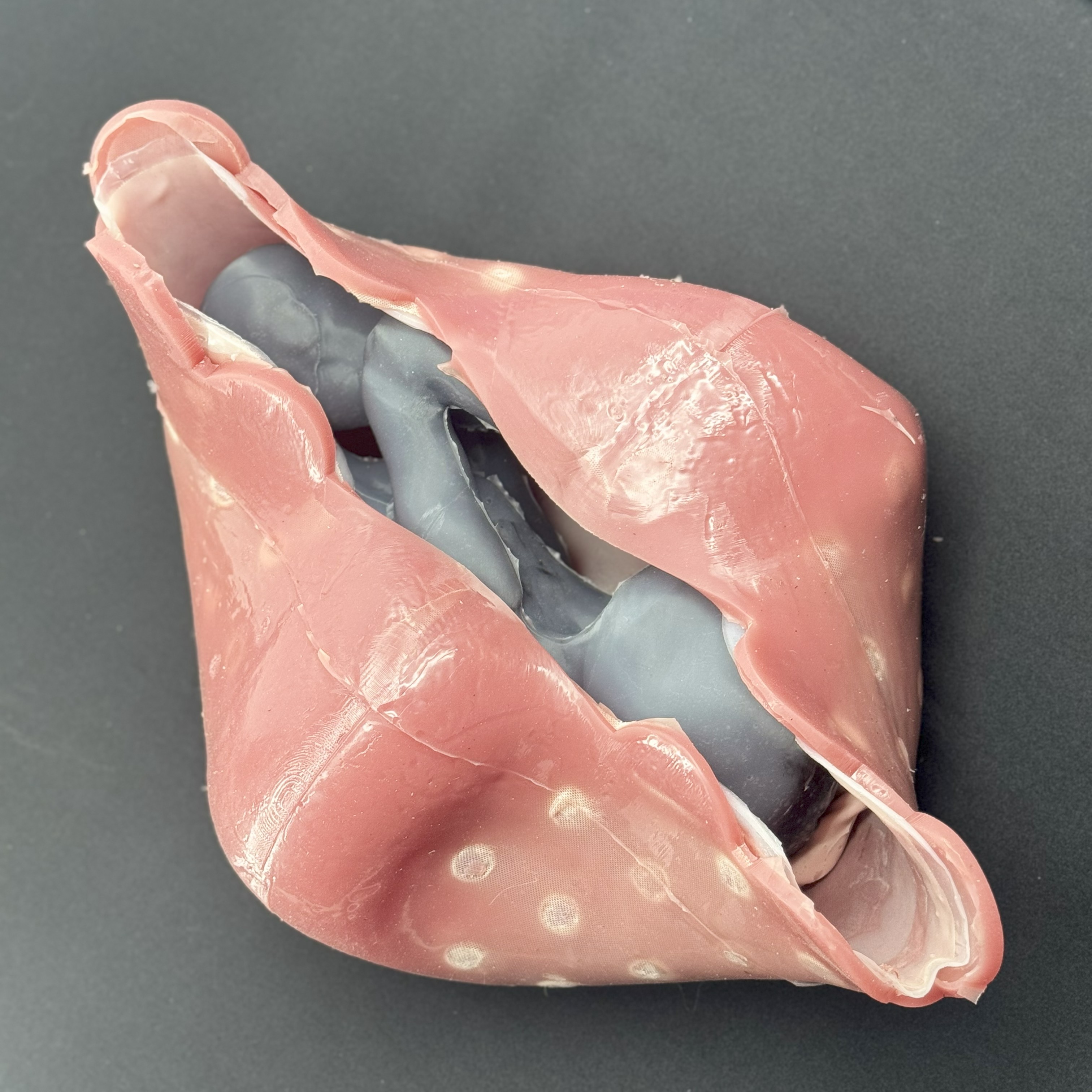 Small ruminant cesarean - lamb-placenta-umbilical-Uteroplacental Structures