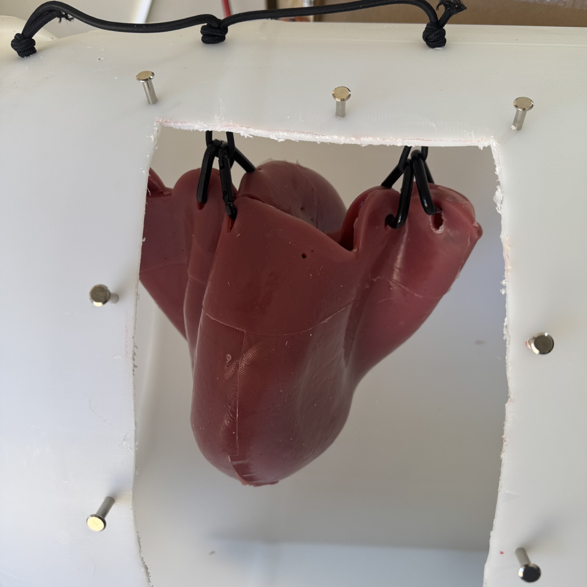 Thumbnail: Uteri suspended in SIMUVET Keg with Lamb